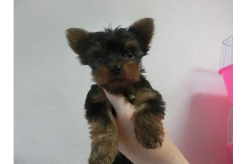 成約済の福岡県のヨークシャーテリア-24285の3枚目