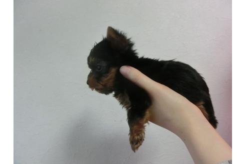 成約済の福岡県のヨークシャーテリア-24285の4枚目