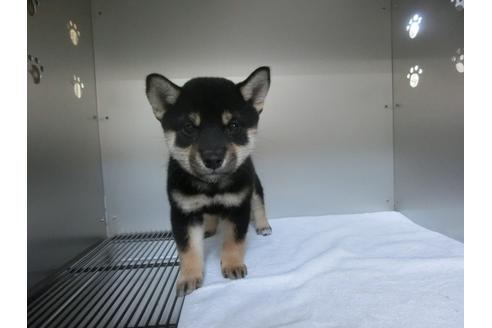 成約済の福岡県の柴犬-24286の1枚目