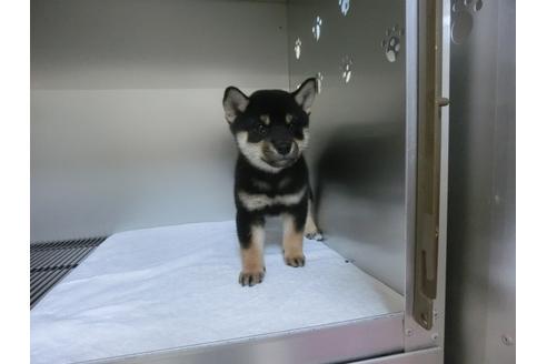 成約済の福岡県の柴犬-24286の2枚目