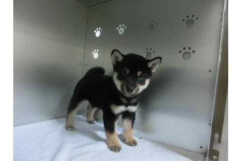 成約済の福岡県の柴犬-24286の3枚目