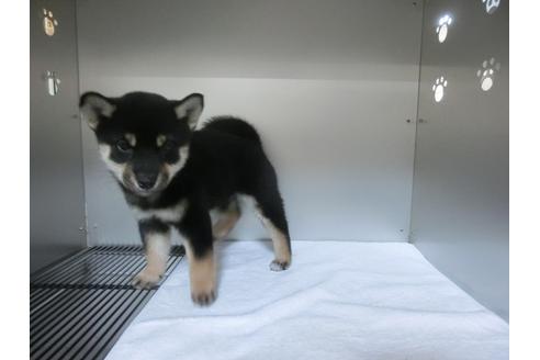 成約済の福岡県の柴犬-24286の4枚目