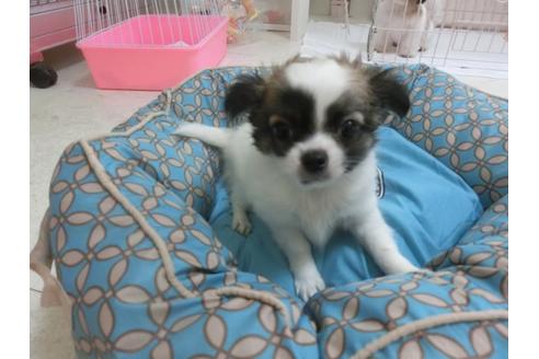 成約済の福岡県のチワワ-24288の3枚目