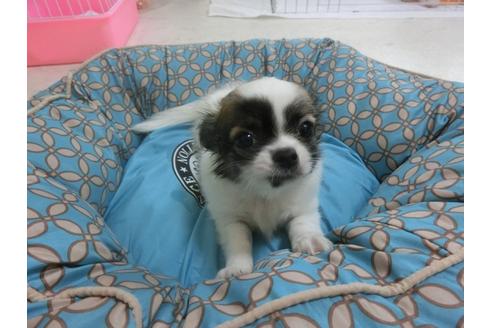 成約済の福岡県のチワワ-24288の4枚目