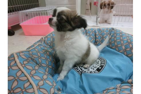 成約済の福岡県のチワワ-24288の1枚目