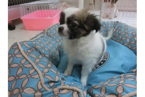 成約済の福岡県のチワワ-24288の2枚目