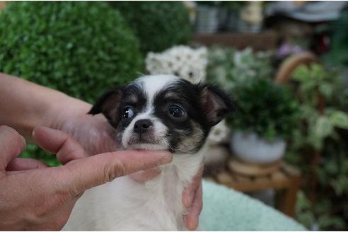 成約済の京都府のミックス犬-24291の1枚目