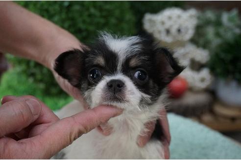成約済の京都府のミックス犬-24292の3枚目