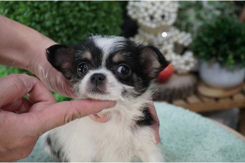 成約済の京都府のミックス犬-24292の2枚目