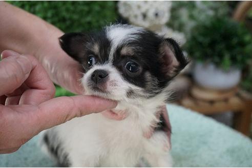 成約済の京都府のミックス犬-24292の1枚目