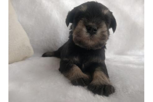 成約済の千葉県のミニチュアシュナウザー-24295の5枚目