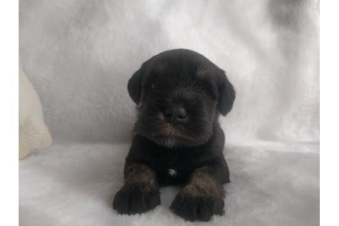 成約済の千葉県のミニチュアシュナウザー-24298の5枚目