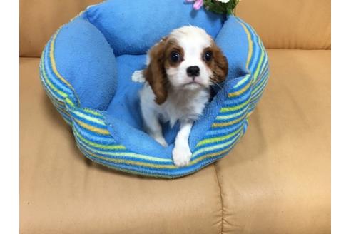 成約済の栃木県のキャバリアキングチャールズスパニエル-24304の3枚目