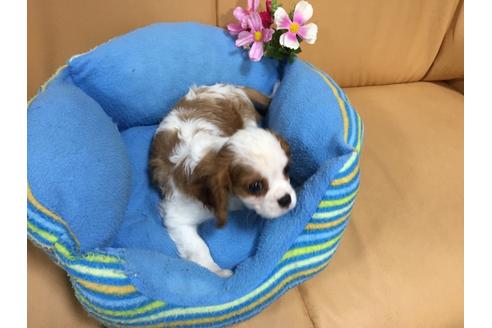 成約済の栃木県のキャバリアキングチャールズスパニエル-24304の1枚目