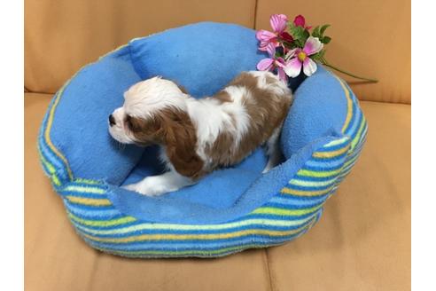 成約済の栃木県のキャバリアキングチャールズスパニエル-24304の2枚目
