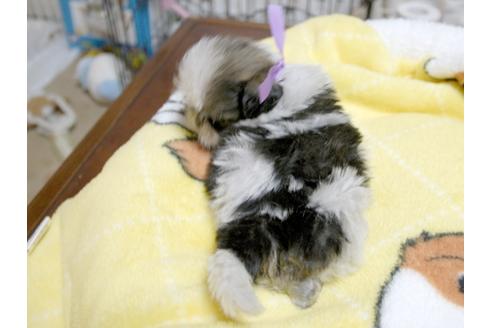 成約済の埼玉県のシーズー-23966の5枚目