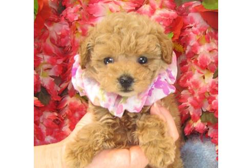 成約済の茨城県のトイプードル-24309の1枚目