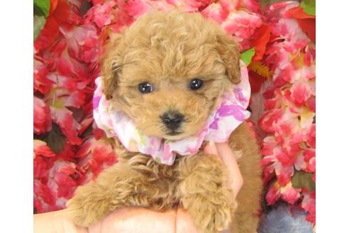 成約済の茨城県のトイプードル-24309の2枚目