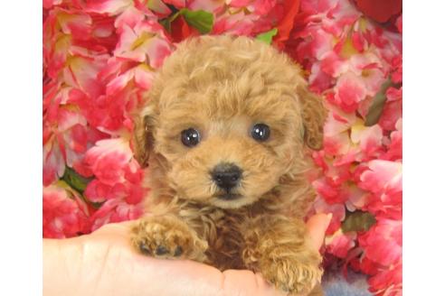 成約済の茨城県のトイプードル-24309の3枚目