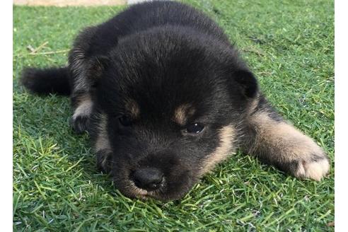 成約済の長崎県の柴犬-22798の1枚目