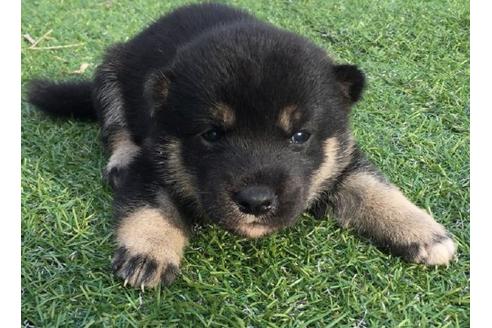 成約済の長崎県の柴犬-22798の2枚目