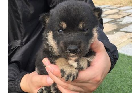 成約済の長崎県の柴犬-22798の3枚目