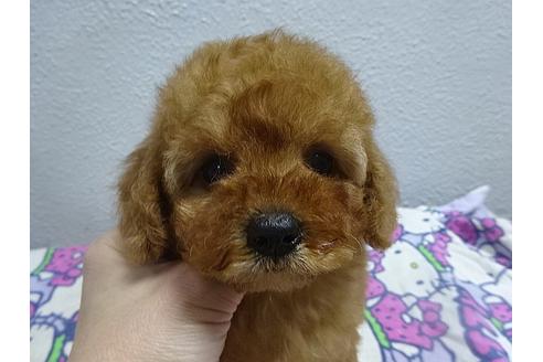 成約済の大阪府のトイプードル-24340の1枚目