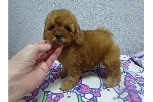 成約済の大阪府のトイプードル-24340の2枚目