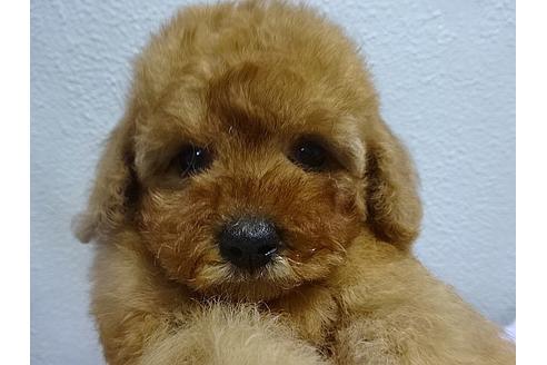 成約済の大阪府のトイプードル-24340の4枚目