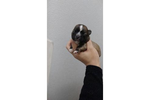 成約済の山口県のミックス犬-24357の1枚目