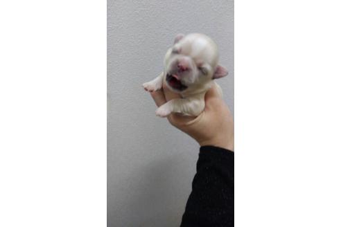 成約済の山口県のミックス犬-24358の1枚目