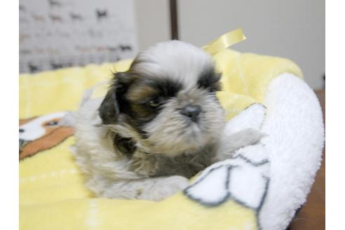 成約済の埼玉県のシーズー-23967の4枚目