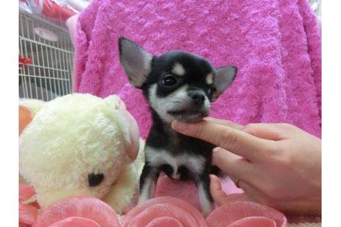 成約済の京都府のチワワ(スムースコート)-23279の1枚目