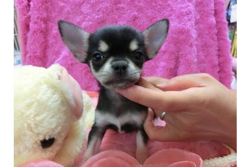 成約済の京都府のチワワ(スムースコート)-23279の2枚目