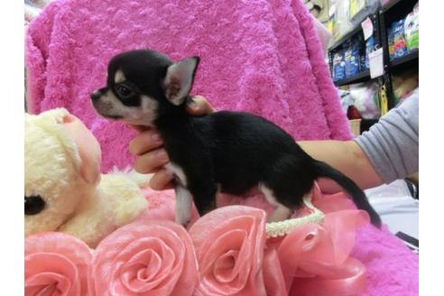 成約済の京都府のチワワ(スムースコート)-23279の3枚目