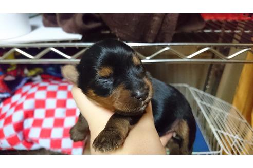 成約済の愛知県のヨークシャーテリア-24377の4枚目