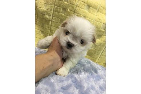 成約済の佐賀県のミックス犬-24379の2枚目