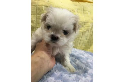 成約済の佐賀県のミックス犬-24379の1枚目