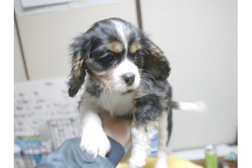 成約済の埼玉県のキャバリアキングチャールズスパニエル-23193の1枚目