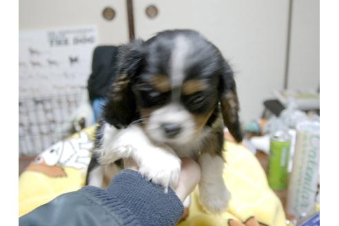 成約済の埼玉県のキャバリアキングチャールズスパニエル-23193の3枚目