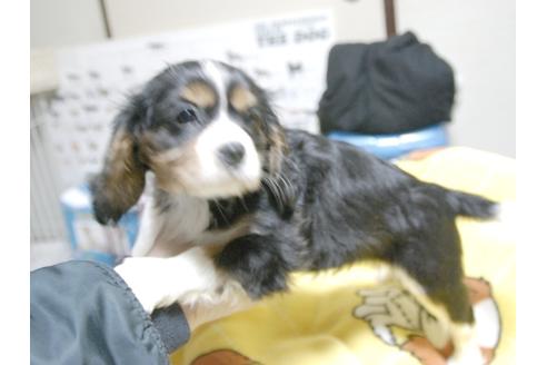 成約済の埼玉県のキャバリアキングチャールズスパニエル-23193の4枚目