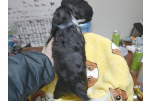 成約済の埼玉県のキャバリアキングチャールズスパニエル-23193の5枚目