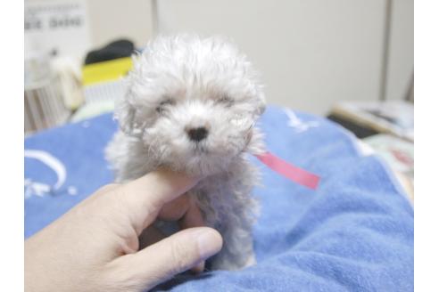 成約済の埼玉県のマルチーズ-22993の1枚目