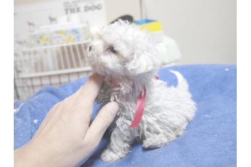 成約済の埼玉県のマルチーズ-22993の2枚目
