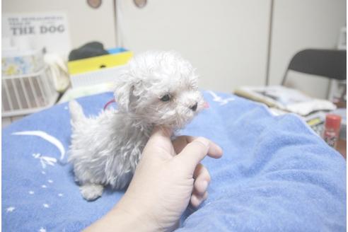 成約済の埼玉県のマルチーズ-22993の3枚目