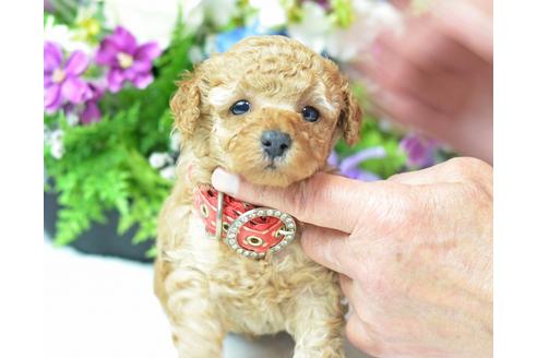 成約済の埼玉県のトイプードル-23618の1枚目