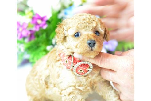 成約済の埼玉県のトイプードル-23618の2枚目