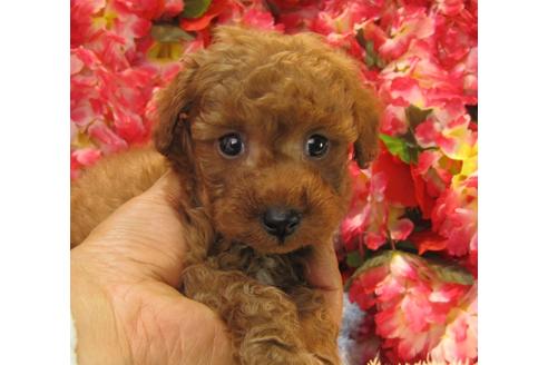 成約済の茨城県のトイプードル-24391の1枚目