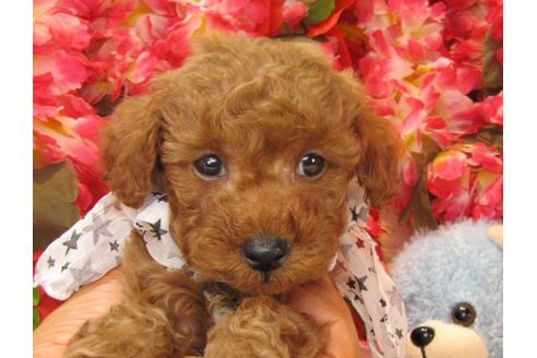 成約済の茨城県のトイプードル-24391の2枚目