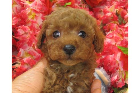 成約済の茨城県のトイプードル-24391の3枚目